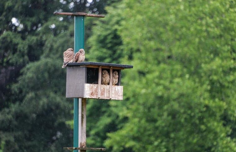 Ferienhaus in Almen, Ferienunterkunft in Achterhoek, Gelderland. Vogelhaus mit Voegeln in gruener Umgebung.