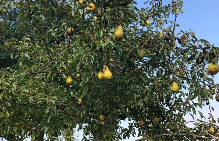 Cottage in Almen, Ferienhaus in Achterhoek, Gelderland. Birnbaum voller reifer Fruechte im gruenen Garten.