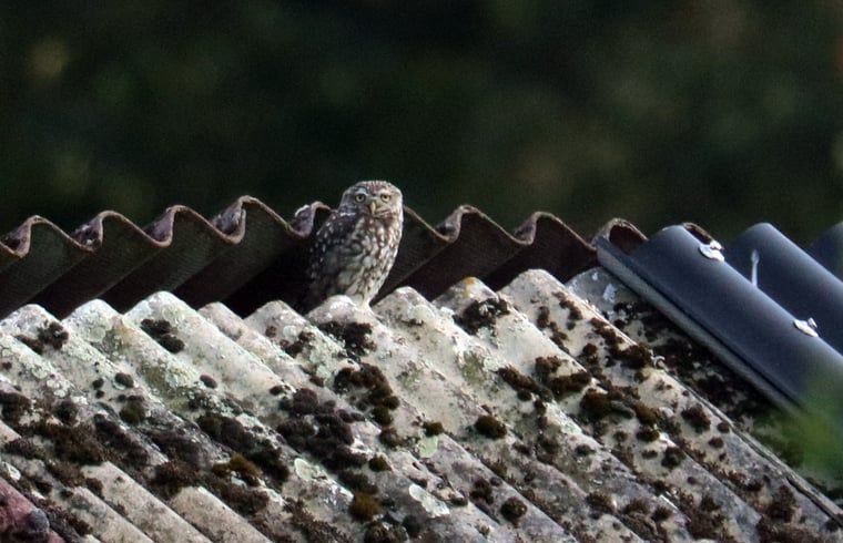 Verblijf 297408 - Vakantiewoning Achterhoek - Vakantiehuisje in Winterswijk Woold