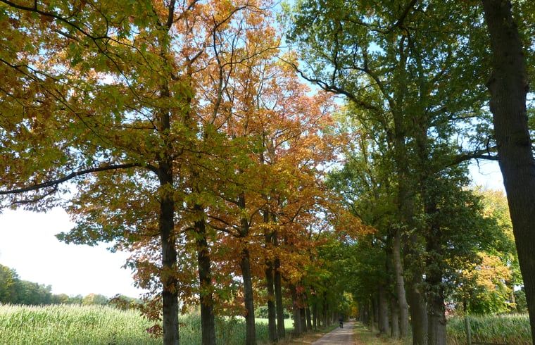 Verblijf 297408 - Vakantiewoning Achterhoek - Vakantiehuisje in Winterswijk Woold