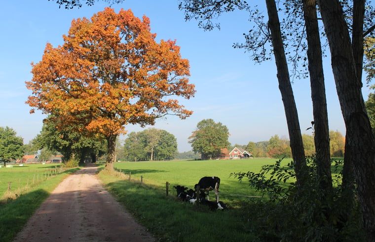 Verblijf 297408 - Vakantiewoning Achterhoek - Vakantiehuisje in Winterswijk Woold