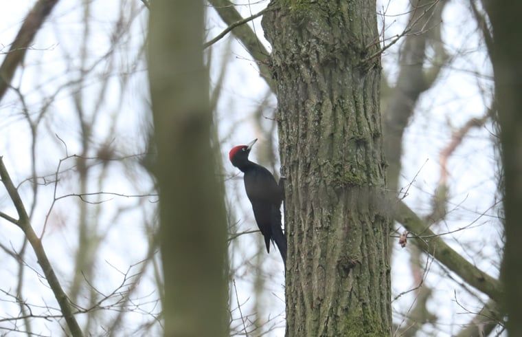 Verblijf 297408 - Vakantiewoning Achterhoek - Vakantiehuisje in Winterswijk Woold