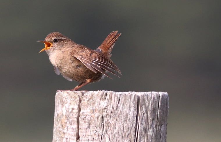 Verblijf 297408 - Vakantiewoning Achterhoek - Vakantiehuisje in Winterswijk Woold