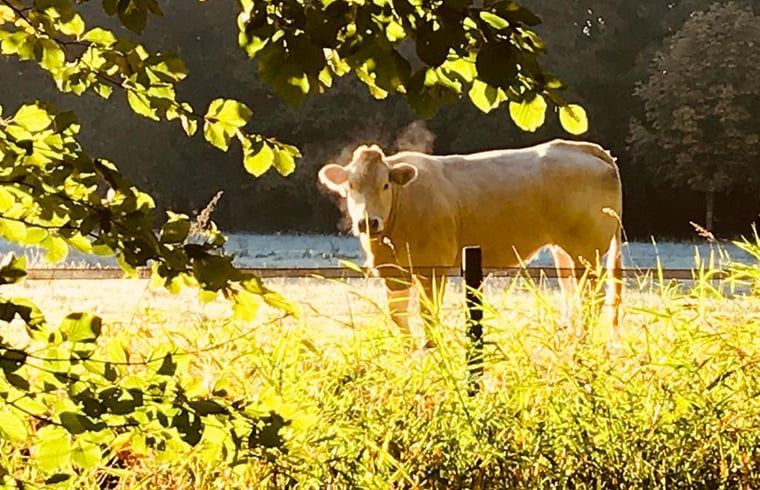 Guest house 297417 - Holiday property Achterhoek - Vakantiehuisje in Winterswijk Woold