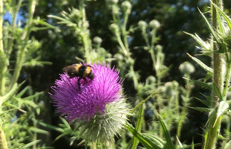 Guest house 297714 - Holiday property Achterhoek - Huisje in Winterswijk - Meddo