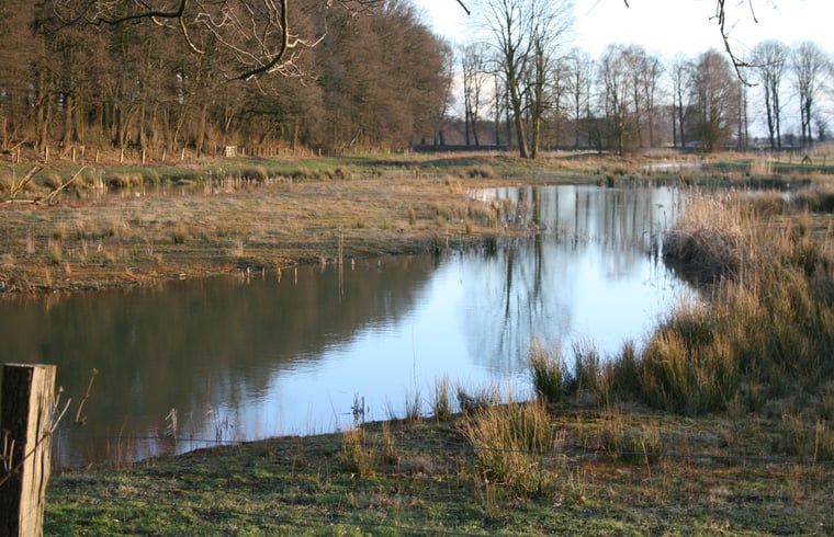 Kippen in de tuin bij Vakantiehuis in Voorst Oude IJsselstreek, Achterhoek, Gelderland met groene achtergrond.