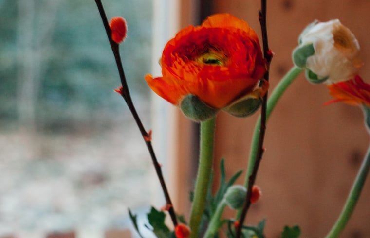Farbenfrohe Blumen in der Huette in Joppe, Achterhoek.
