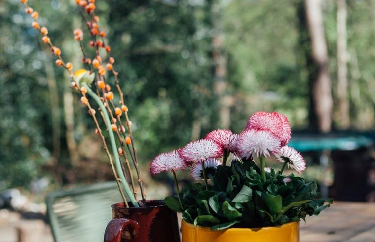 Blumen auf der Terrasse des Ferienhauses in Joppe, Achterhoek.