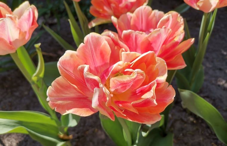 Unterkunft 298503 - Ferienhaus Achterhoek - Vakantiehuisje in Winterswijk Corle