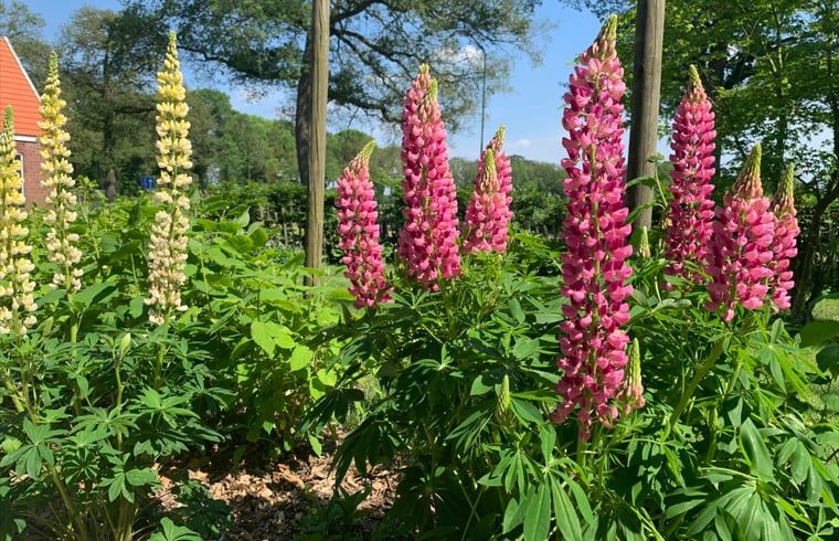 Flowering garden at Holiday home in Corle, Winterswijk Corle, with colorful flowers and natural surroundings in the Achterhoek.