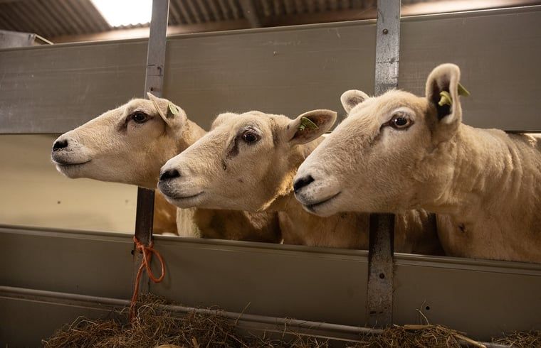 Sheep near Cottage in Wilp-Achterhoek in Achterhoek, Gelderland.