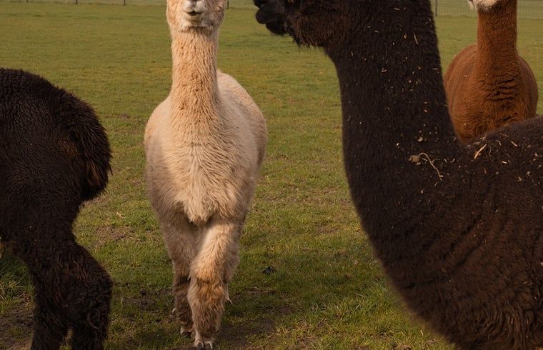 Alpacas in nature around cottage in Wilp-Achterhoek, Achterhoek, Gelderland.