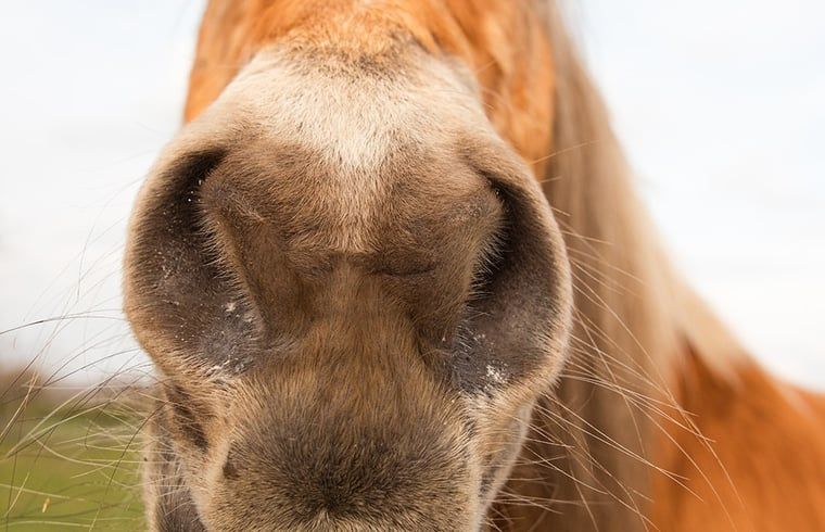 Horse snout nearby, part of the rural charm of Holiday Home in Wilp-Achterhoek.