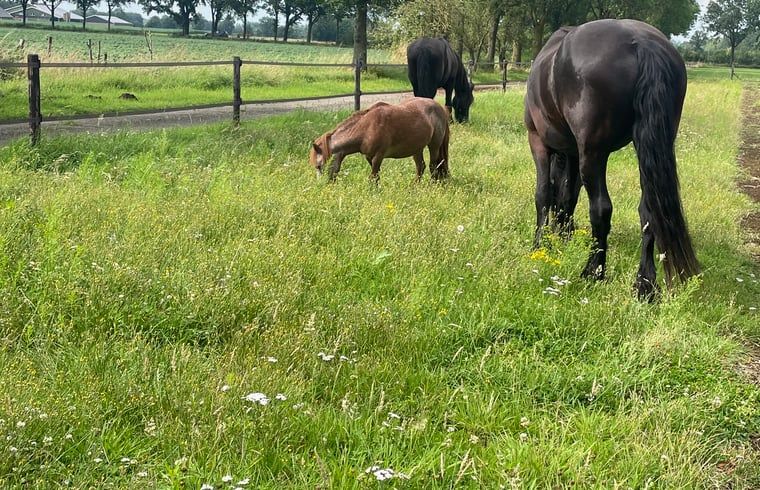 Unterkunft 298803 - Ferienhaus Achterhoek - Vakantiehuisje in Harreveld