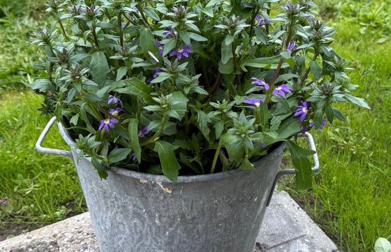 Unterkunft 298803 - Ferienhaus Achterhoek - Vakantiehuisje in Harreveld