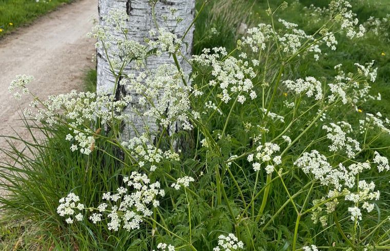 Unterkunft 298803 - Ferienhaus Achterhoek - Vakantiehuisje in Harreveld