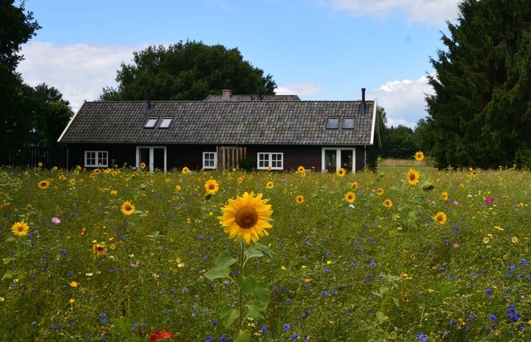 Huisje in Varssel - Hengelo Gld, vakantiehuis omringd door zonnebloemen in de Achterhoek, Gelderland.