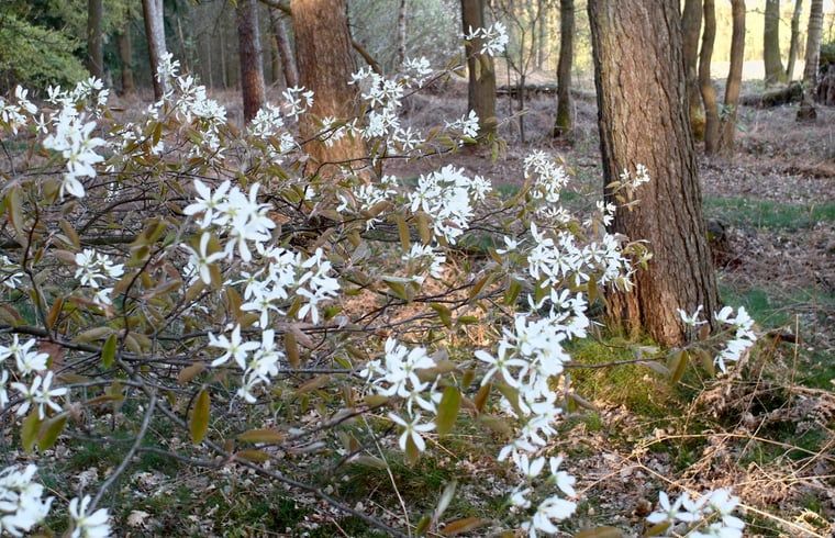 Bloeiende natuur rondom Huisje in Varssel - Hengelo Gld, vakantiehuis in de Achterhoek, Gelderland.