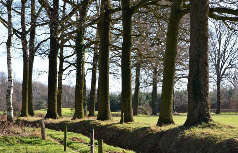 Prachtige bomenlaan bij Huisje in Varssel - Hengelo Gld, vakantiehuis in Varssel, Achterhoek.
