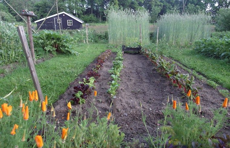 Groentetuin bij Vakantiehuis in Varssel - Hengelo Gld, voor verse ingredienten in de Achterhoek.