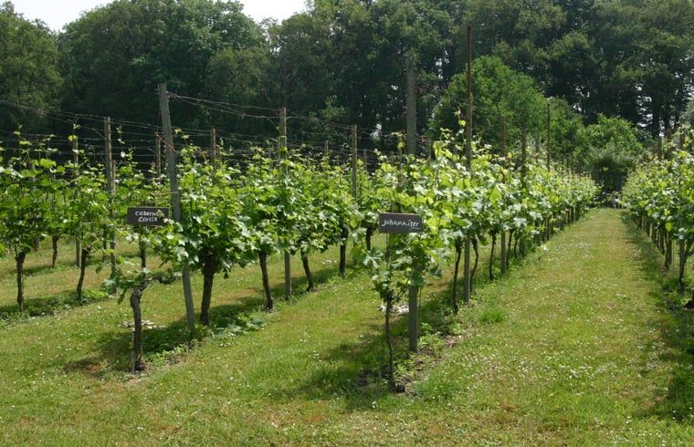 Wijngaard bij Huisje in Empe, vakantieverblijf Gelderland, met groene druivenranken in de zon.