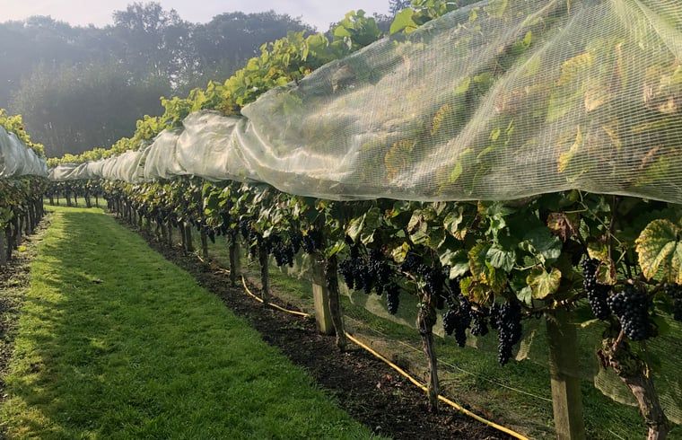 Rijpe druiven in wijngaard bij Huisje in Empe, vakantiehuis Gelderse vallei, onder beschermend net.