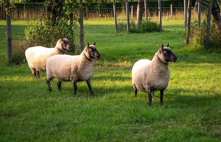 Schapen in de weide bij Huisje in Empe, vakantiehuis Gelderse vallei, grazend in het groene gras.