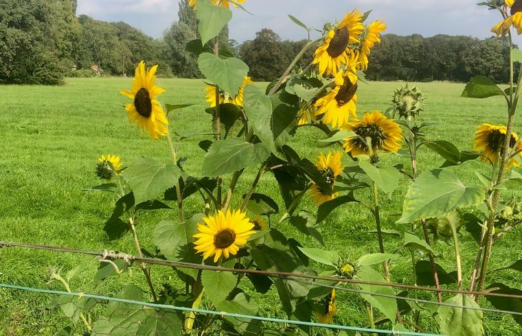 Zonnebloemen in bloei bij Huisje in Empe, vakantiehuis Gelderse vallei, met groene achtergrond.