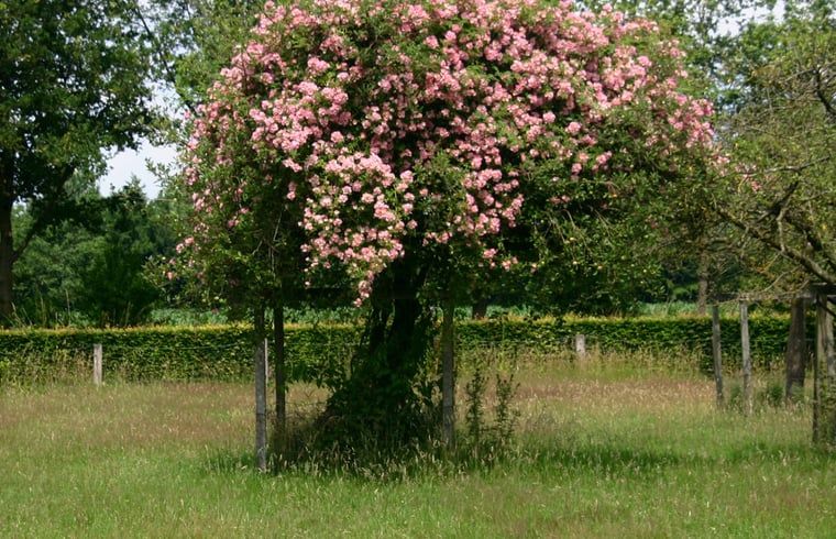 Rozenboom in de tuin van Huisje in Empe, vakantieverblijf Gelderland, onder een blauwe lucht.