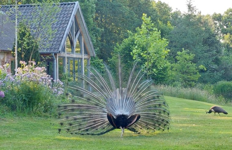 Verblijf 300917 - Vakantiewoning Gelderse vallei - Huisje in Tonden