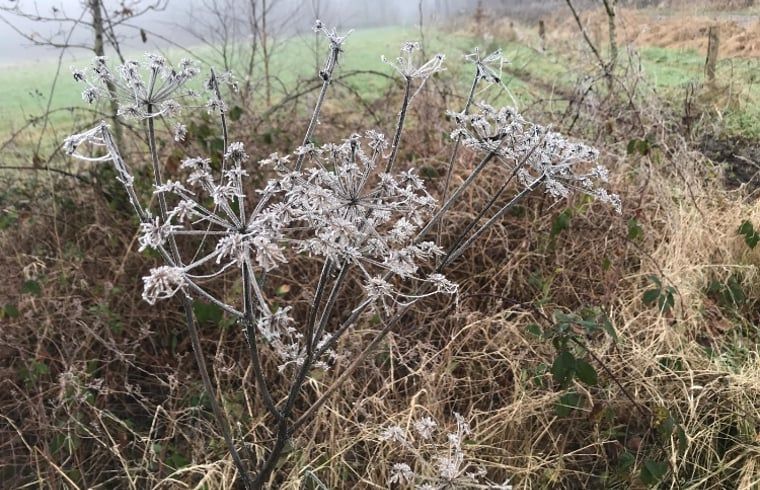 Unterkunft 301201 - Ferienhaus Gelderse vallei - Huisje in Voorstonden Gem. Brummen