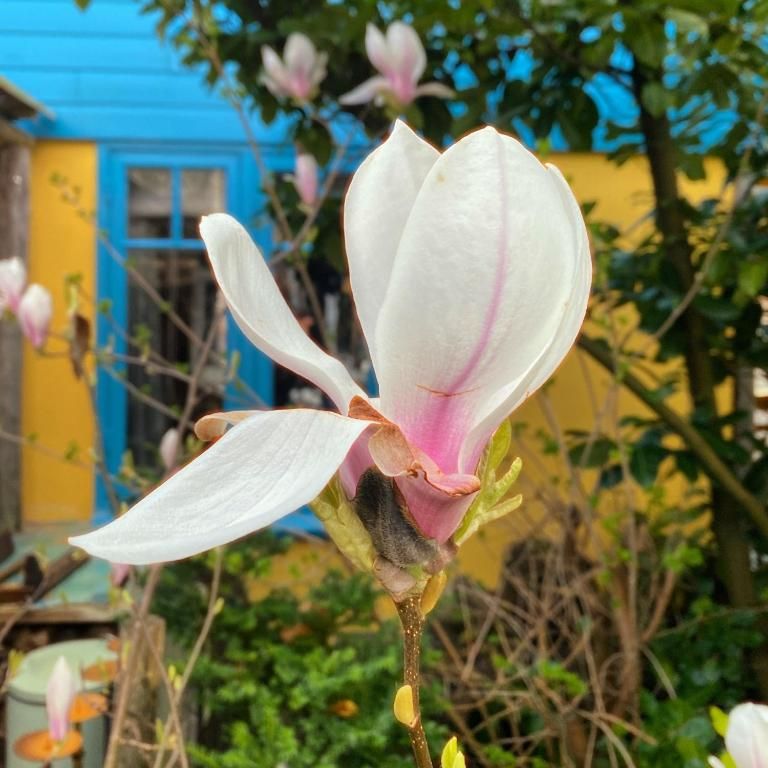 Bluehende Magnolie im Garten von In de Aap - Apartments & Guesthouse, Bergen, Nordholland, mit farbigem Hintergrund.