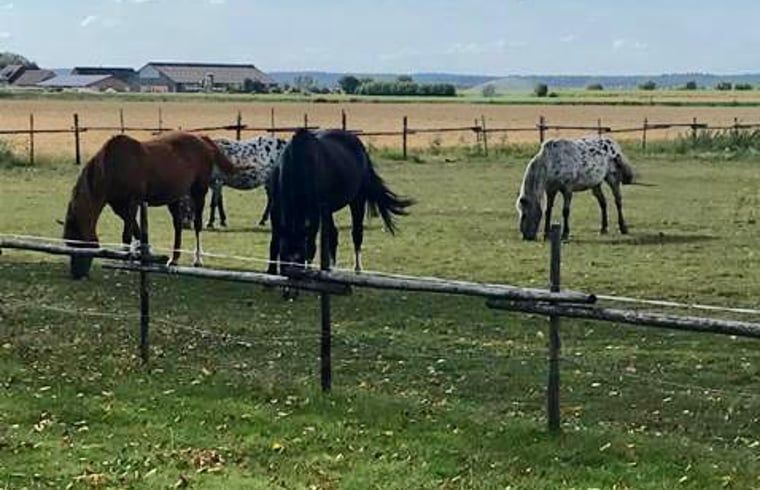 Geniessen Sie die laendliche Aussicht im Huisje in Netterden, einem Ferienhaus in Montferland, Gelderland, mit grasenden Pferden.