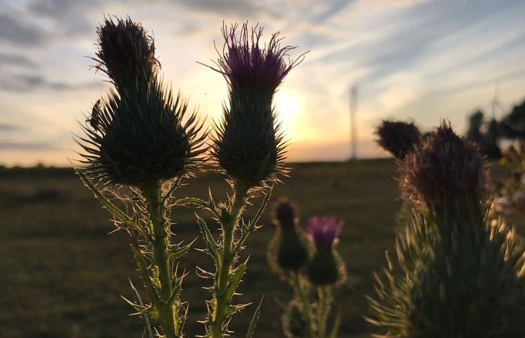 Geniessen Sie die ruhige Natur rund um Cottage in Netterden, Ferienhaus in Montferland, Gelderland mit herrlichem Blick auf den Sonnenuntergang.