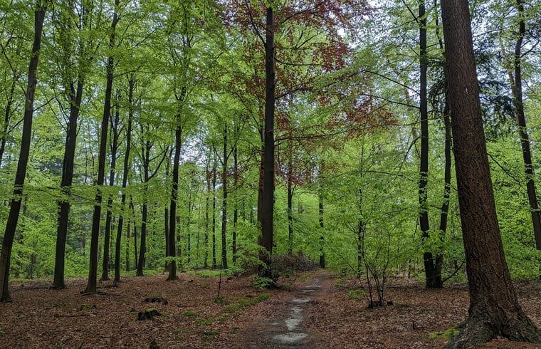 Unterkunft 3201149 - Ferienhaus Veluwe - Huisje in Beekbergen