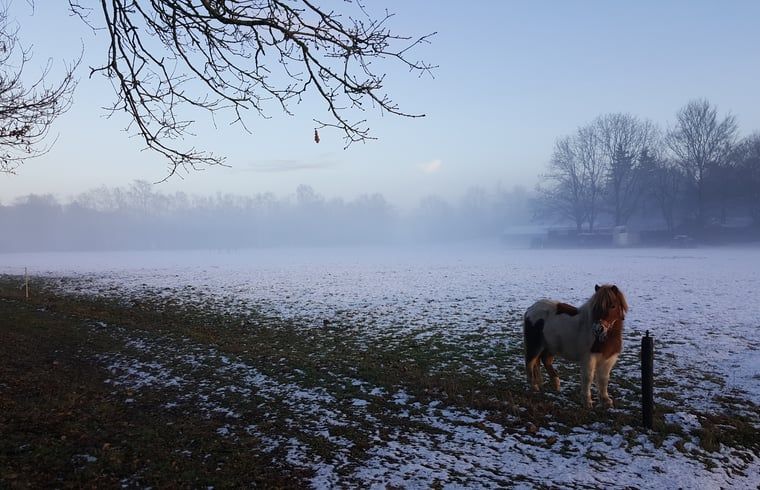 Sneeuwlandschap met pony bij Huisje in Kootwijk, Veluwe, ideaal voor winterse wandelingen.