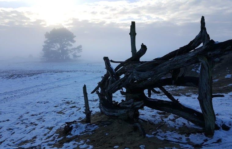 Mistige ochtend bij zandverstuivingen nabij Huisje in Kootwijk, Veluwe, voor serene wandelingen.