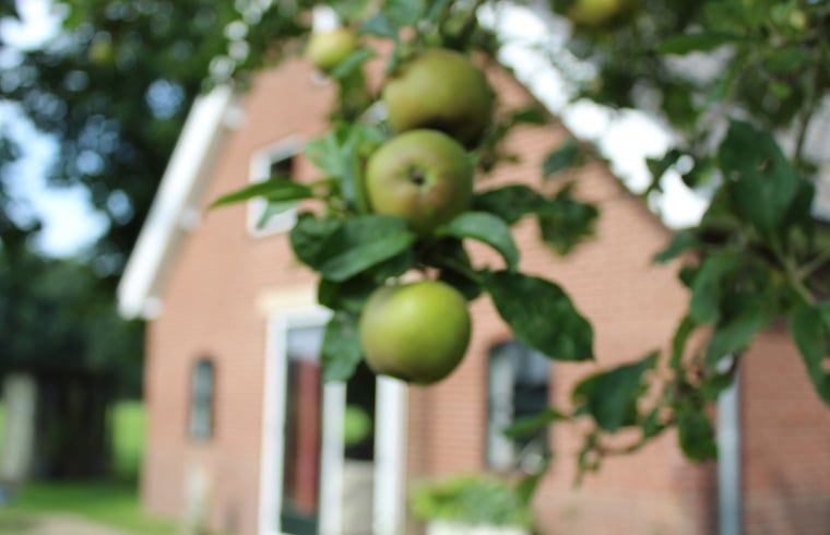 Groene appels aan boom bij Huisje in Kootwijk, vakantiehuis in de Veluwe, Gelderland.
