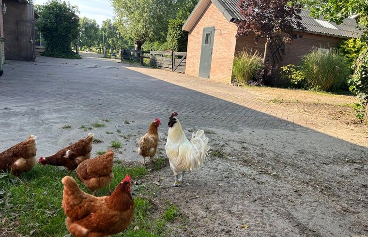 Chickens in the yard of Huisje in Ede, vacation home in the Veluwe, Gelderland.