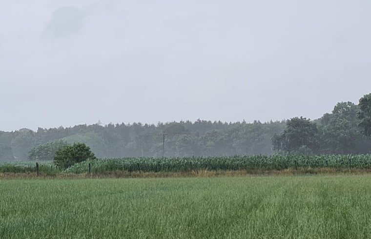Regnerischer Blick auf den Wald in der Naehe des Ferienhauses in Ede, Veluwe.