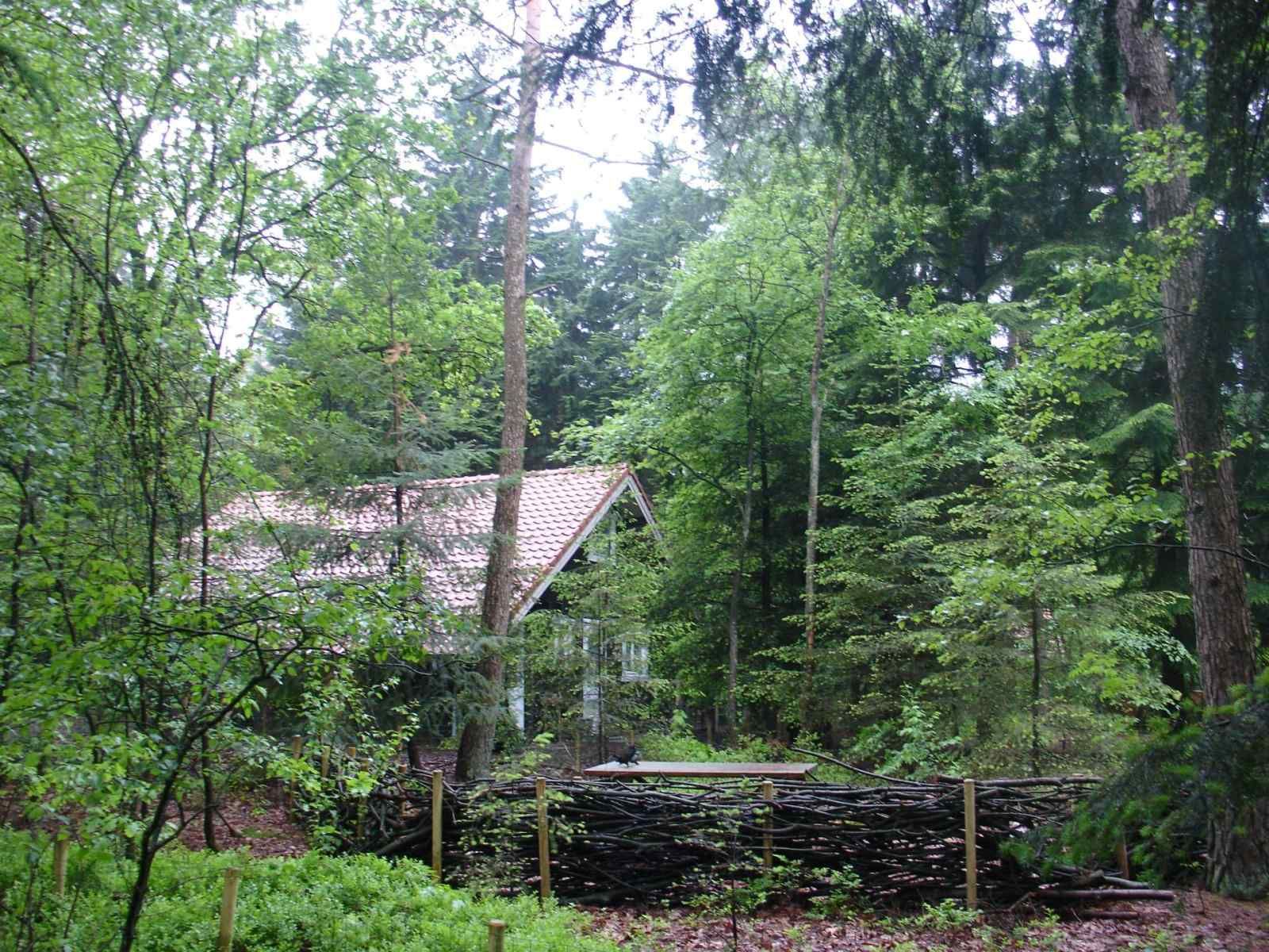 Sonnenlicht zwischen den Baeumen im Ferienhaus DG1298 in Emst, Veluwe.