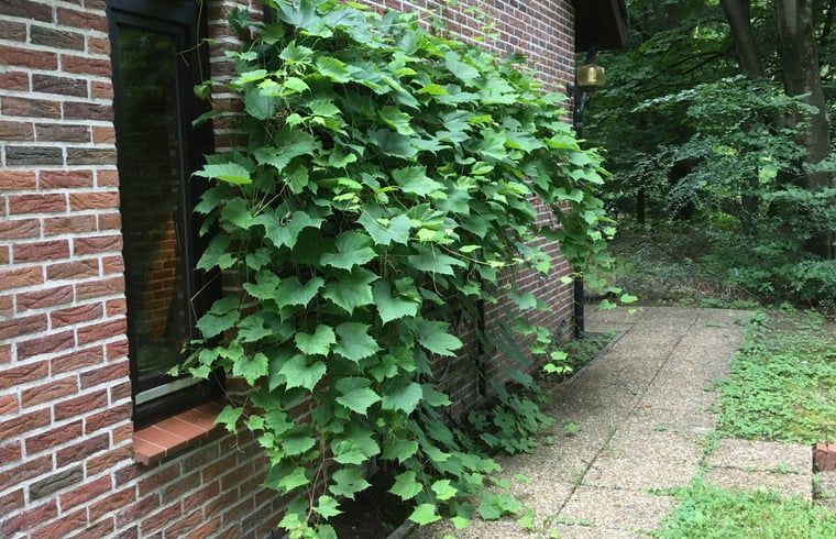 Unterkunft 3208118 - Ferienhaus Veluwe - Huisje in Emst
