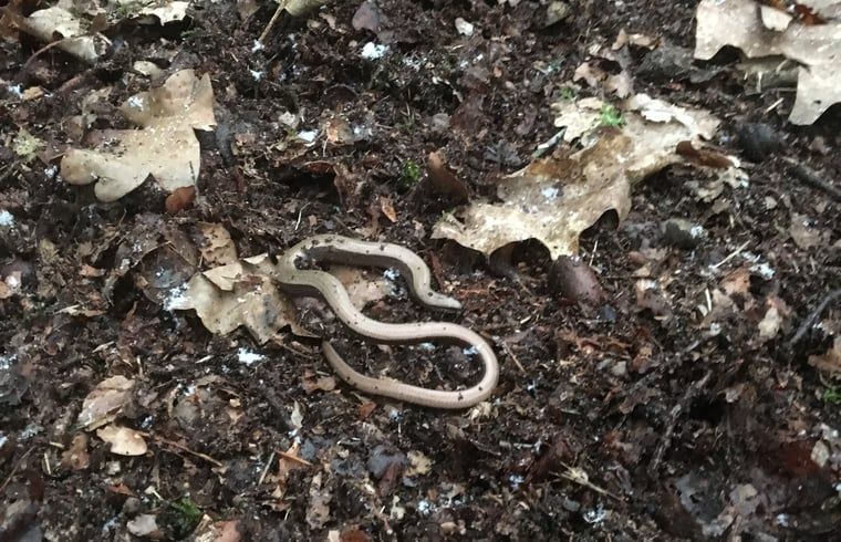 Unterkunft 3208118 - Ferienhaus Veluwe - Huisje in Emst