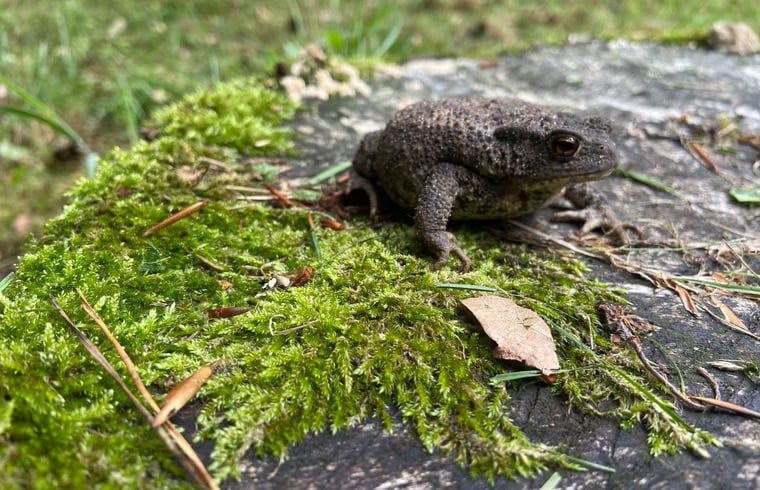 Unterkunft 3208118 - Ferienhaus Veluwe - Huisje in Emst