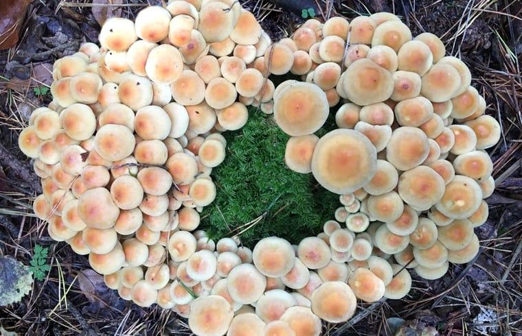 Unterkunft 3208118 - Ferienhaus Veluwe - Huisje in Emst