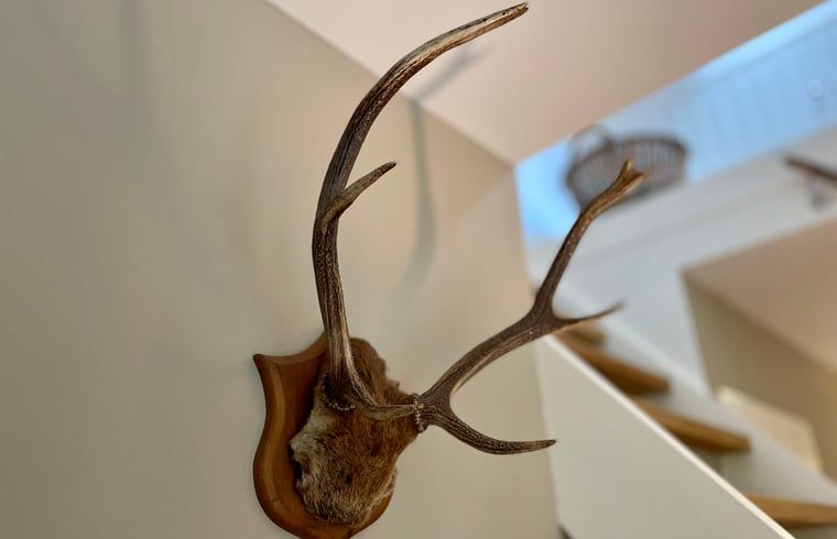 Hirschgeweih als Dekoration in Cottage in Emst, Veluwe Ferienhaus, Gelderland.