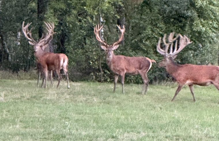 Hirsche in der Naehe des Ferienhauses in Emst, Veluwe, Gelderland.