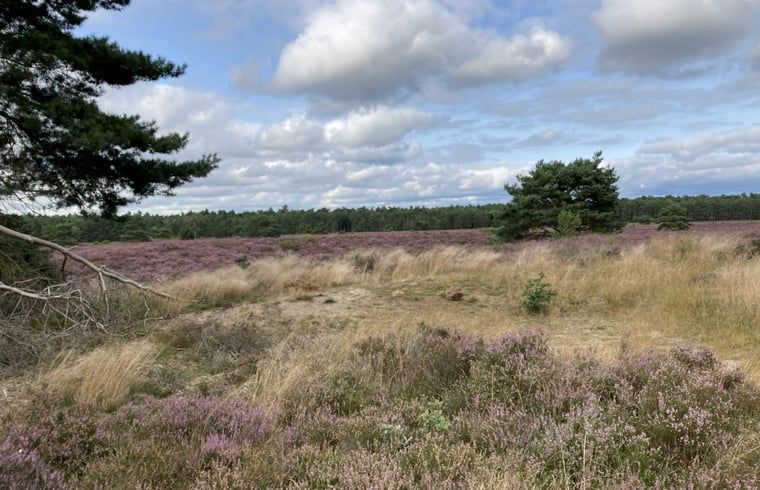 Heidelandschaft bei Cottage in Emst, Veluwe, Gelderland.