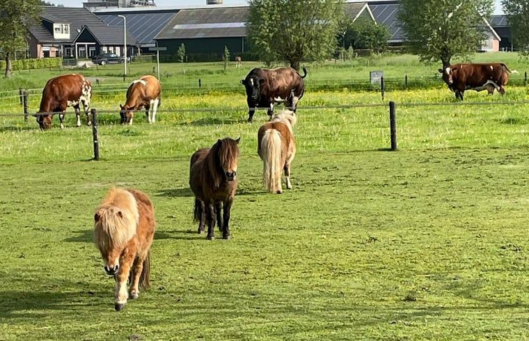 Shetland pony's in de buurt van Vakantiehuisje in Emst, Veluwe, Gelderland.