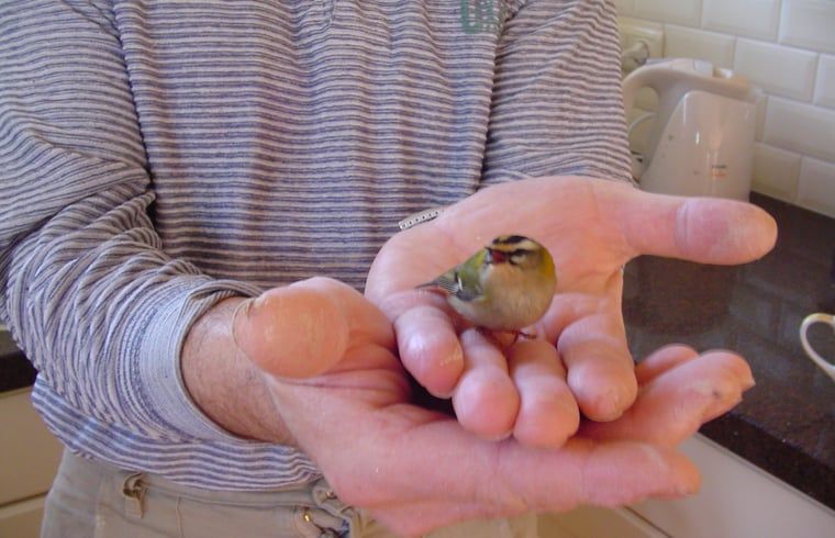 Bird on towel, discovered at Holiday home in Emst, surrounded by nature.